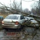 В Курске дерево рухнуло на иномарку (ФОТО)