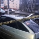В Курске упавшие деревья повредили две машины (ФОТО)