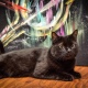 В Курске открылась выставка картин, написанных... котом