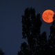 31 января куряне смогут увидеть «кровавую Луну»