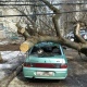 В Курске на машину рухнуло дерево