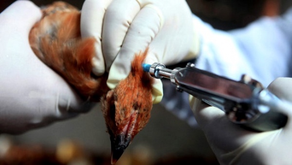 Курская область получила вакцину от птичьего гриппа