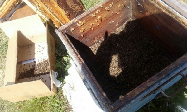 Курские пасечники после гибели пчел написали в полицию 60 заявлений