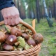 Куряне травятся грибами и пропадают в лесу