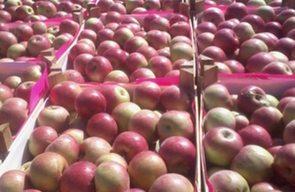 В Курскую область не пустили 40 тонн подозрительных яблок из Молдовы