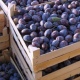 Курск. 20 тонн молдавских слив не поступят в продажу из-за вируса