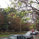 В конце сентября в центре Курска можно наблюдать аллею цветущих каштанов
