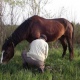 Курская полиция предотвратила кражи лошади и мопеда