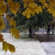 В Курской области выпал снег (фото)