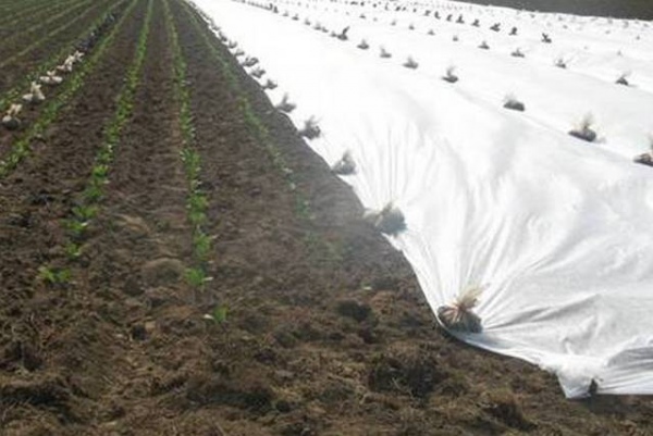 В Курчатове у сельхозпредприятия украли покрывала для полей
