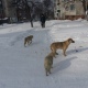 На отлов в Курске бродячих животных предусмотрено 1,6 миллиона рублей
