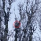 Курская область. Во Льгове спасен кот, двое суток замерзавший на дереве