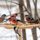 Жителей Курска приглашают поучаствовать в акции «Покормите птиц»