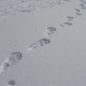 Курские пограничники задержали пять граждан Шри-Ланки и двоих украинцев
