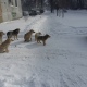 В Курске на отлов бродячих животных предусмотрено 7,8 миллиона рублей