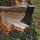 14 незаконно срубленных деревьев могут обойтись курянину в 1 500 000 рублей