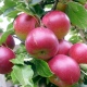 Площадь яблоневых садов в Курской области планируют увеличить в 6 раз