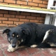 Курский Хатико четыре месяца ждет хозяйку на автобусной остановке