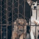 Курская область. В вольерах, которые хотят увезти из Чаплыгина в Октябрьский район, живут бездомные собаки