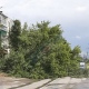 В Курске поваленное ветром дерево перекрыло дорогу (фото)