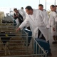 Министру Дмитрию Патрушеву показали животноводческий комплекс под Курском