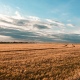 В Курской области открылась «горячая линия» по зерну