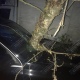 Шторм над Курском: падающие на улицах деревья били автомобили (фото)
