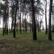 Суд обязал мэрию Курска оформить в собственность городские леса