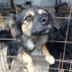 В Курске насчитали 3100 бродячих собак