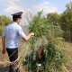 Под Курском полиция сожгла коноплю и нашла плантацию мака в огороде пенсионерки