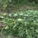 Курск. Плантацию конопли охраняли 10 собак и 10 кошек