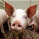 В Курскую область вернулась африканская чума. 2500 свиней будет уничтожено
