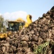 В Курской области планируют собрать не менее 5 миллионов тонн сахарной свеклы