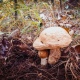В Курской области 11 случаев отравления грибами