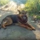 Счастливый финал. Курский Хатико нашел хозяев