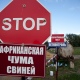 В Курской области из-за АЧС уничтожили 40 тысяч свиней