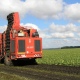 В Курской области ожидается рекордный урожай сахарной свеклы