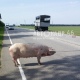 Под Курском свинья, которую везли на бойню, выпрыгнула из машины
