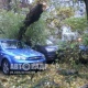 В Курске дерево упало на автомобили