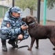 Под Курском собака нашла пропавшее стадо