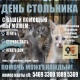 Курские волонтеры объявили «День стольника»