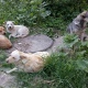 На отлов животных в Курске дополнительно выделят почти миллион рублей