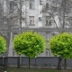 Завтра в Курске начнут сносить старые липы на улице Марата