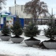 В Курске улицу Ленина украсили елки-неваляшки