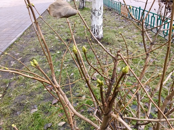 В Курске на сирени распускаются почки В Курске на сирени распускаются почки