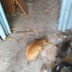 В Курске жильцы расселенных общежитий бросили своих кошек
