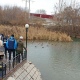 В Курской области посчитали зимующих водоплавающих птиц