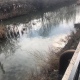 В Курске экологи расследуют сброс сточных вод в реку Тускарь возле Утиного острова