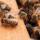 Под Курском пасечники судятся с фермерами из-за массовой гибели пчел