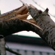 В Курске рабочего едва не убило веткой дерева
